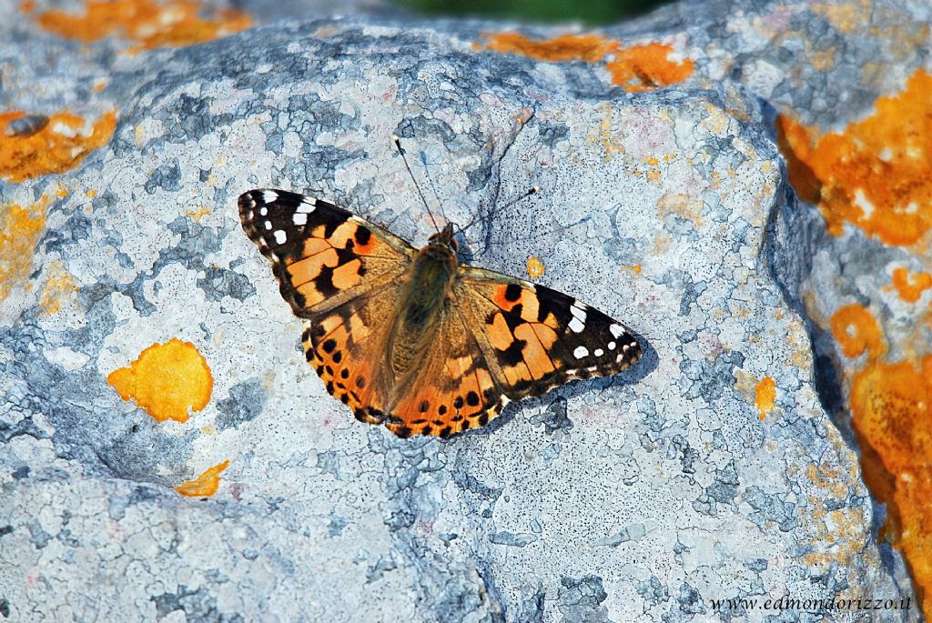 Vanessa cardui